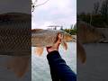 La TECNICA del BARBO #shorts #pesca #barbo #reelfishingitalia