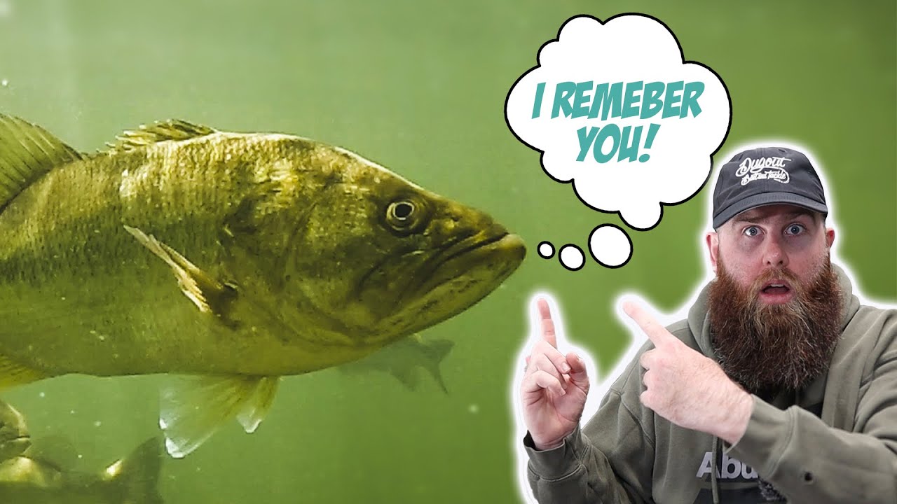 Do Bass REMEMBER Being Caught?