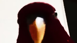 Red Parrot Laughing Then Staring Meme