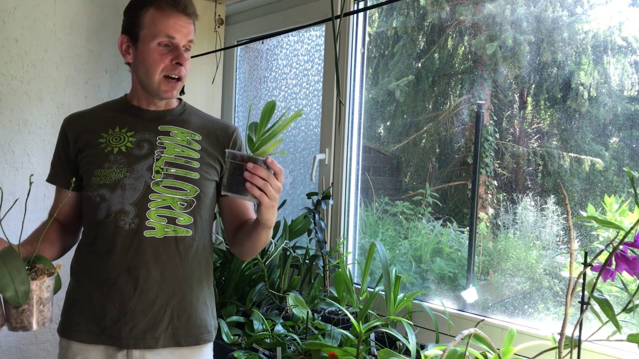 Orchidee blüht nicht mehr? Licht, Wachstum und Gattung richtig prüfen