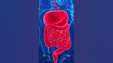 What Are FODMAPs? (DiTuro Productions) #fodmaps #guthealth