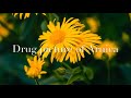 Drug picture of arnica