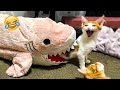 Funny Animal Videos 2023 😹 - Funniest Dogs and Cats Videos 😻 #56