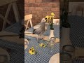 Parrot eats flowers in a restaurant. Turkey