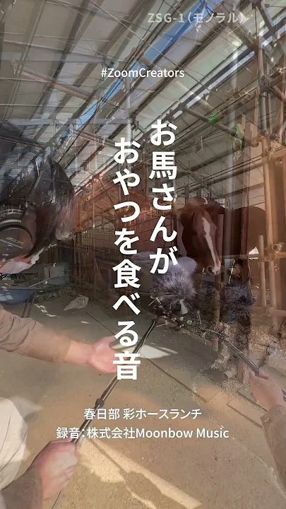 【お馬さんがおやつを食べる音】ZSG-1 #動画製作 #録音 #馬 #動物動画 #環境音 #録音機材 #撮影機材