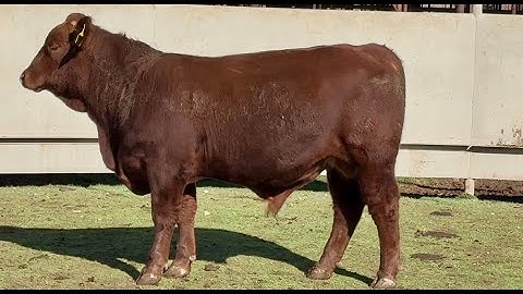 J&J Cattle Co: Lot #97578 Beefmaster Bull