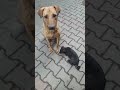 Love  for street dogs  funny viral shorts