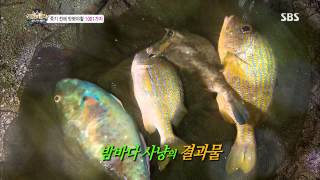 Law of the Jungle 08/09/13 Replay #1(9)