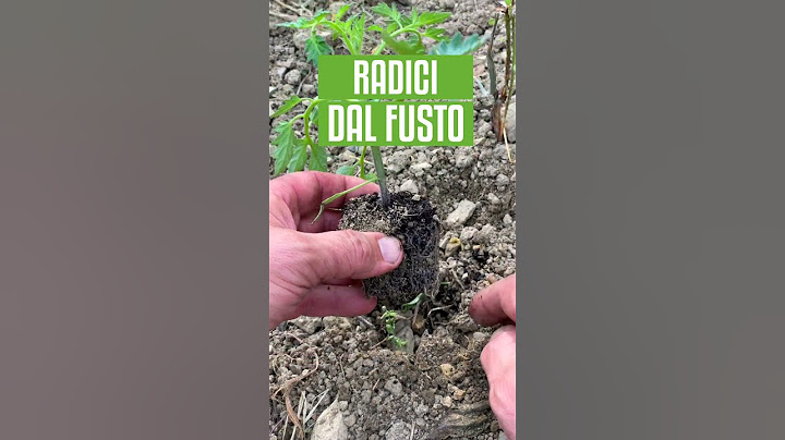 POMODORI: il SEGRETO per piantarli al top