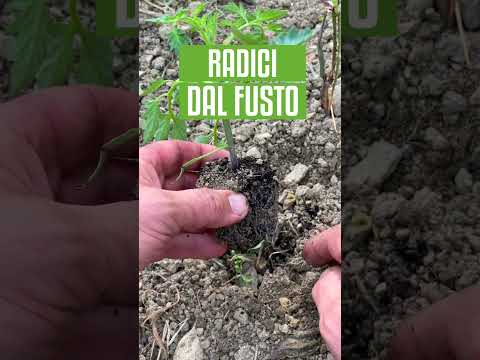 Video: Suggerimenti per il giardinaggio per la zona 8: piante che crescono bene nella zona 8