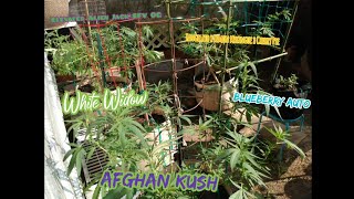 WhiteWidow|AfghanKush|BlueberryAuto|ElevatedAlienJackSFV OG|TangilatoLemonMeringueCherryPie