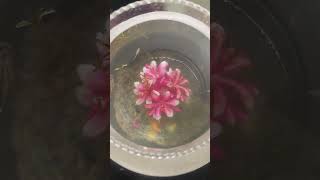 It All Started With Three. You Can Keep It Open Without An Aerator. .