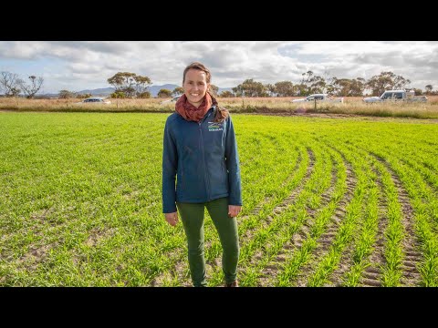 Adoption of GRDC research: Late sowing of cereals due to waterlogging
