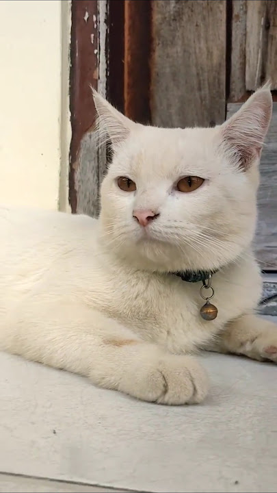 Cupril cute🥰#cupril#shortvideo #cat #ytshorts #cutecat #shortsvideo #youtubeshorts #kucinglucu #fyp