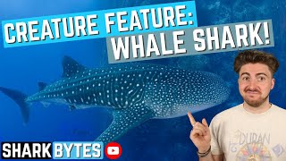 Creature Feature: Whale Shark!