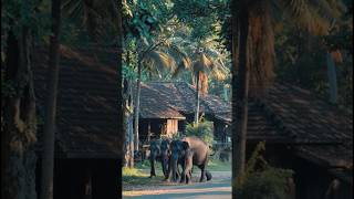 Elephants - Asian #tranding #tour #srilanka #travelling #travelvlog #amazingtour #cheaptrips