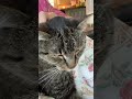 #shorts #catshorts #cat #youtube #fyp