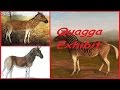 Zoo Tycoon 2 - Quagga Exhibit