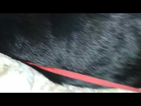 ბონი ხუმი და შონი(3)