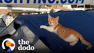 This Cat Showed Up At Marina To Choose His New Family | The Dodo