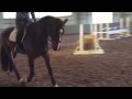 Rf remarkable  equitation horse