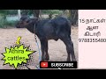 விற்பனைக்கு 15 நாட்களான எருமை கிடாரி உங்கள் ஆதிரா கேட்டில்சில் @athiracattles4372 #Athiracattles