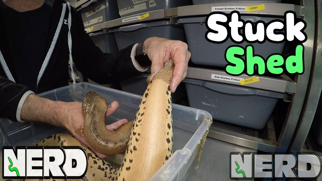 vlogs in spanish STUCK SHEDS ON SNAKE? - IT CAN GET TERRIBLE, IF YOU LET IT!