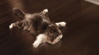 Смешные животные приколы. Жара!!! Смешные животные приколы. Жара!!!