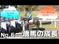 【ウインRC募集馬】一歳馬の成長 No.6 ～1日1日を積み重ね、メイクデビューを目指す～