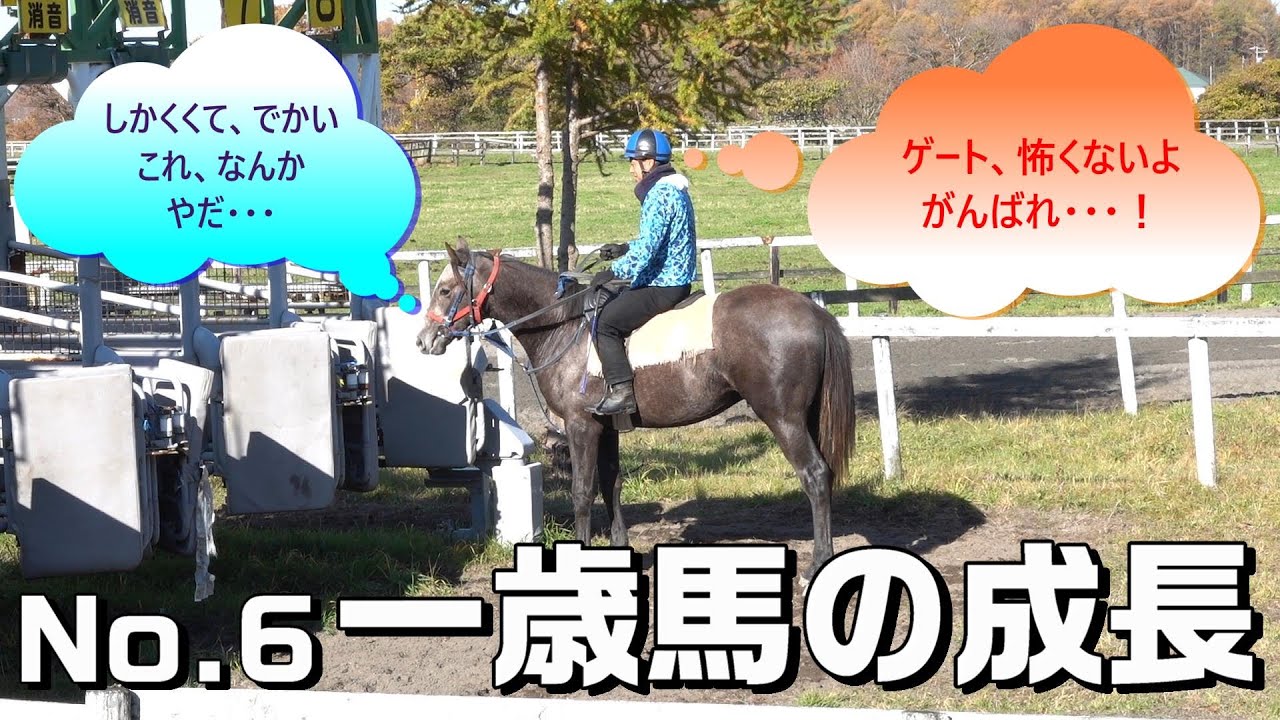 ウインrc募集馬 一歳馬の成長 No 6 1日1日を積み重ね メイクデビューを目指す Youtube