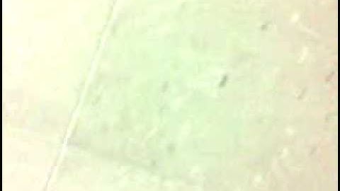 الشيخ موسى الهلالى سورة الغاشية