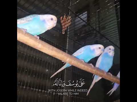 Parrots And Telawat
