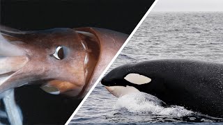Giant Squid Vs Orca - Who Would Win? / Documentary (English/HD)