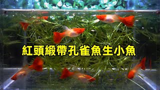 What are the characteristics of guppy raw fish before production? Female fish postpartum care