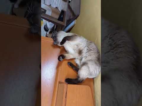 ぎりぎり猫 - My cats like this - #Shorts