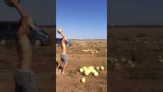 Как правильно собирать арбузы|the harvest of watermelons #shorts