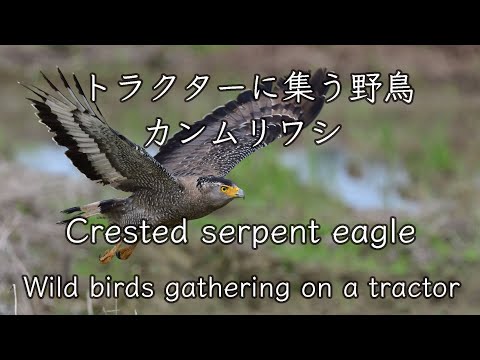 【トラクターに集まる野鳥たち】カンムリワシ Crested serpent eagle 野鳥撮影＆野鳥観察