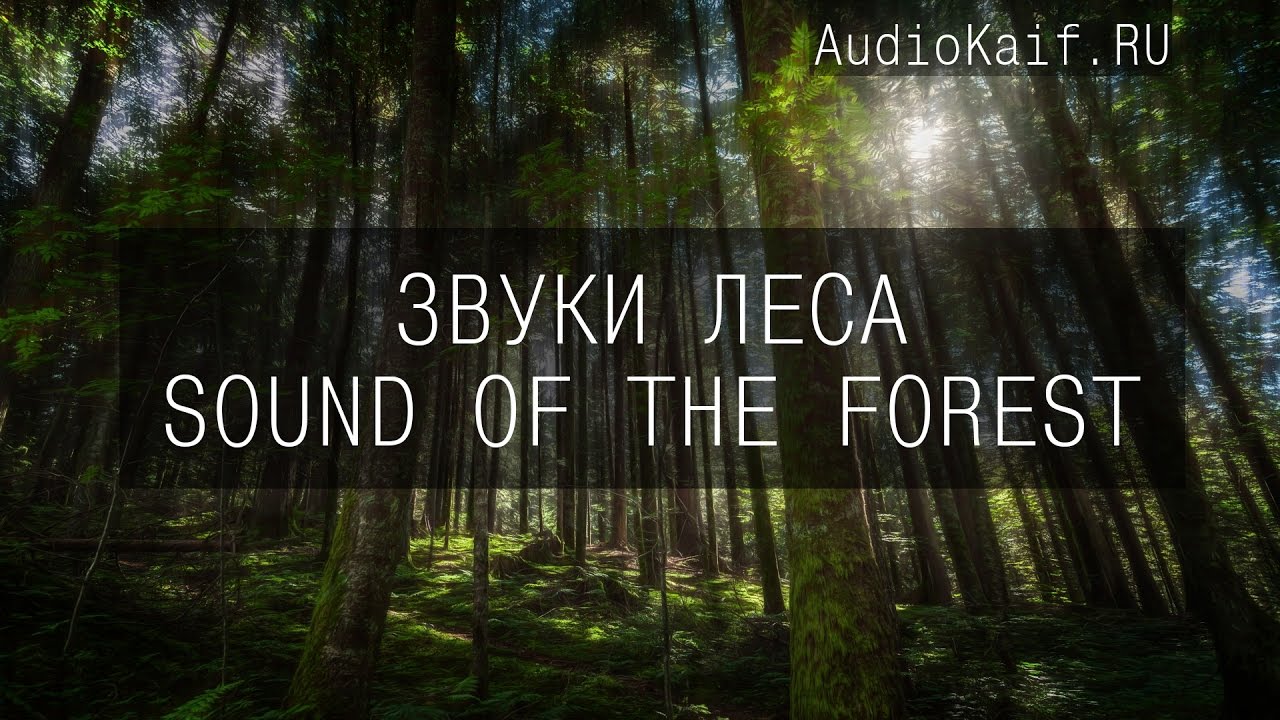 ⁣Звуковые 3D эффекты для видеомонтажа - Звуки леса, реки, водопада днём