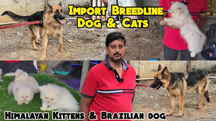 Watch the video about Import breedline dog & cats available in kokatpally | punch face Himalayan kittens & Brazilian dog