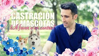 Castración en mascotas. ¿A favor o en contra?