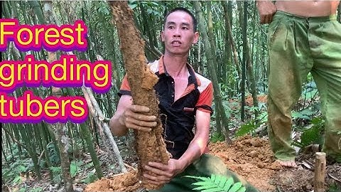 Suvival in the forest and dig forest roots  Đào củ mài trong rừng sâu #freesky