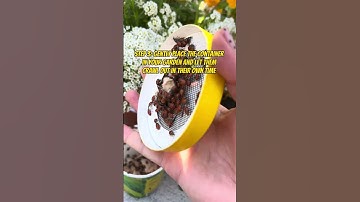 3 easy steps to releasing ladybugs the right way.