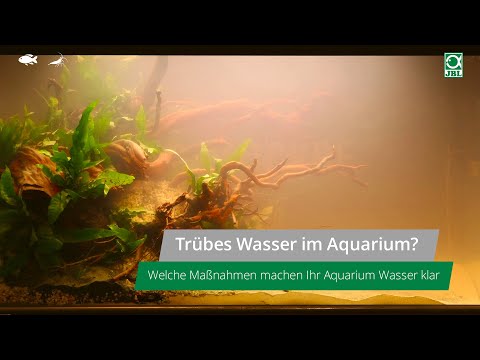 Video: Warum schäumt das Wasser im Aquarium: Ursachen und Lösungen