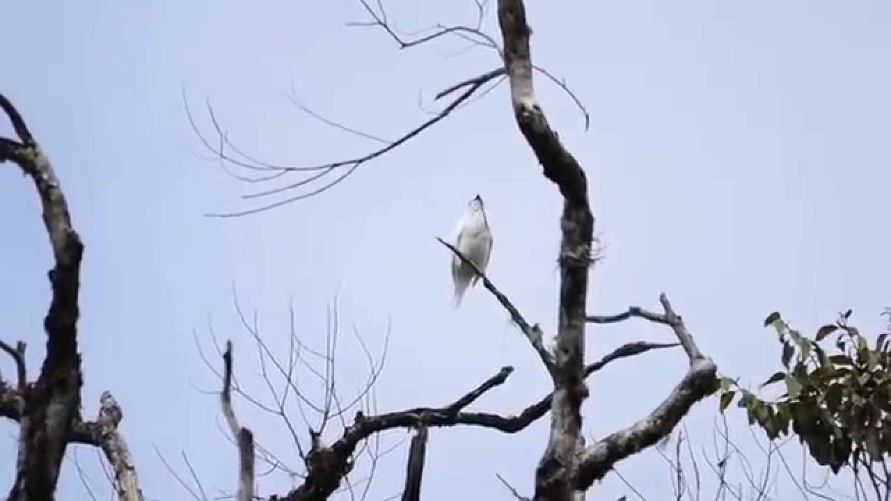 White Bellbird 1
