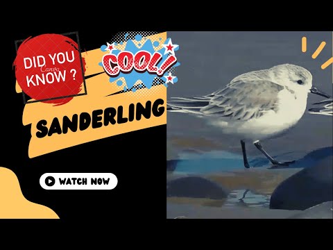 sanderling facts 🦜