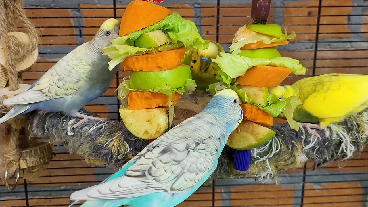 7 hours of budgie parakeet singing and calling sounds