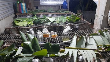 Cho thỏ ăn lá chuối. Công dụng lá chuối dành cho thỏ