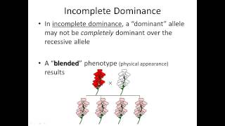 Target B1.2: Incomplete Dominance