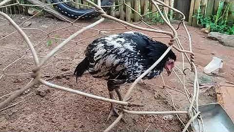 Kho qaib mob aws 18/10/2018