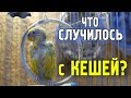 ВОЛНИСТЫЙ ПОПУГАЙ ЗАБОЛЕЛ! КЛЕЩИ У ПОПУГАЕВ! ЛЕЧЕНИЕ И ПРОФИЛАКТИКА!